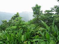 Martinique2003 060 